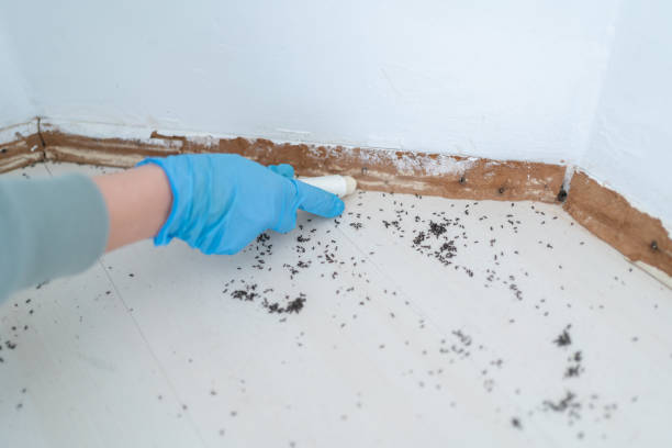 Best Termite Inspection and Treatment  in New Tazewell, TN